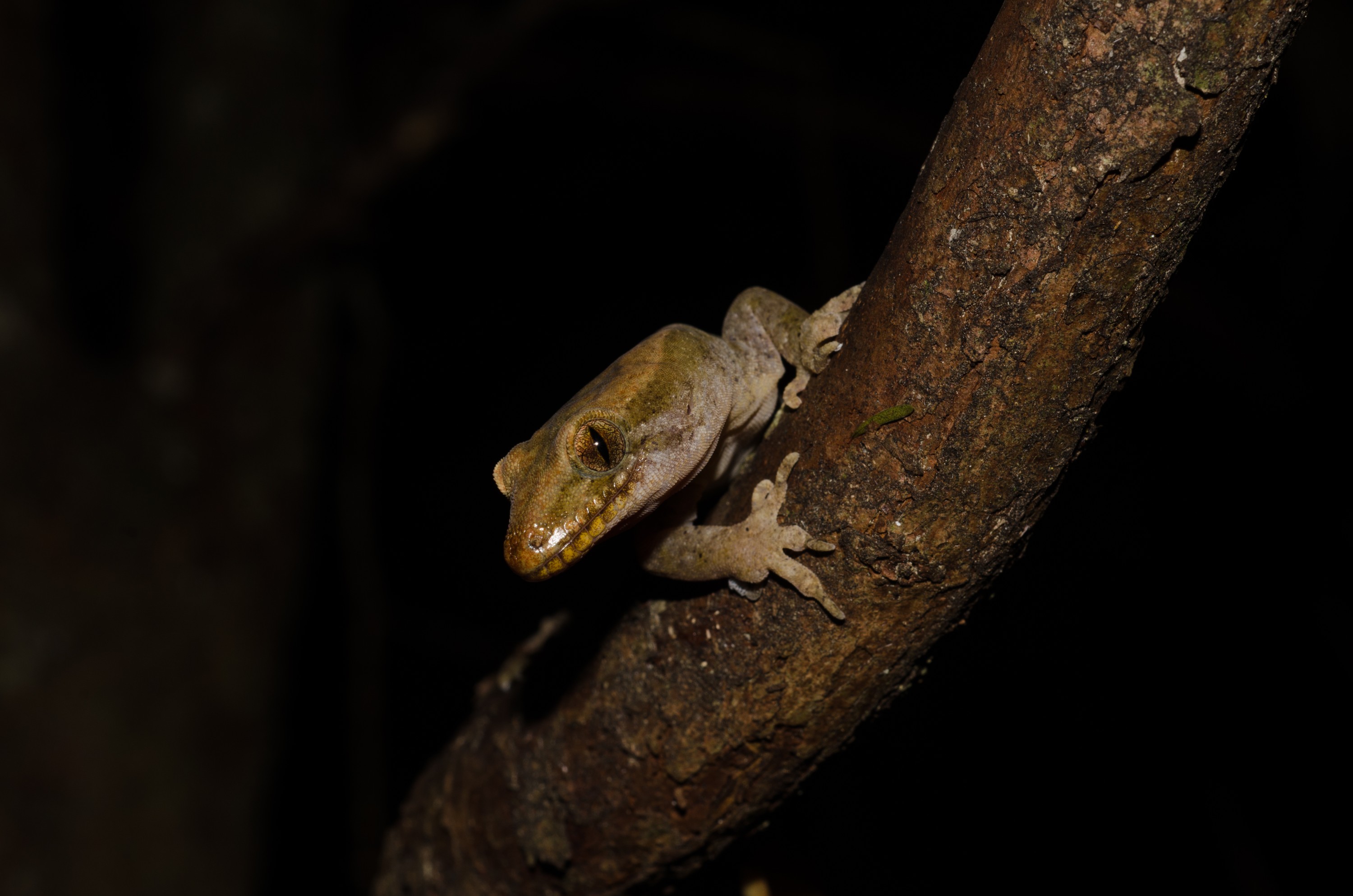 DSC_9926 – Pacific, gecko, Dactylocnemis, pacificus, lizard, home, Crispin, reptiles, amphibians, rare, cold, blood, new, new zealand, zealand, nz